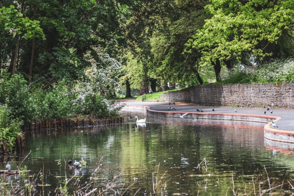 Tranquil scene of a lakeside path with lush greenery and a swan in a Bristol park.