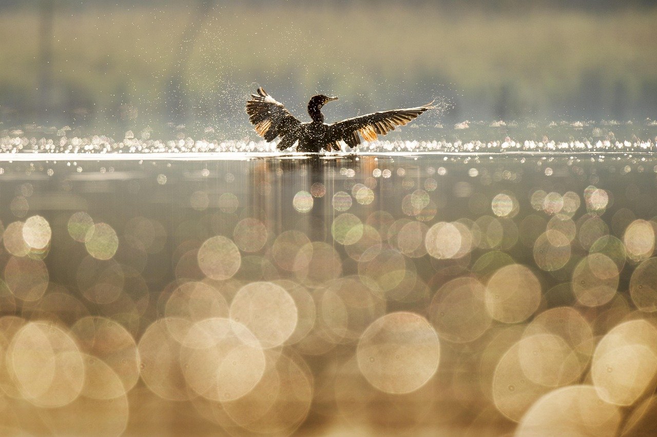bird, duck, wings, blur, bokeh, lake, nature, river, sunrise, sunset, water, splash, brown nature, brown water, brown sunset,