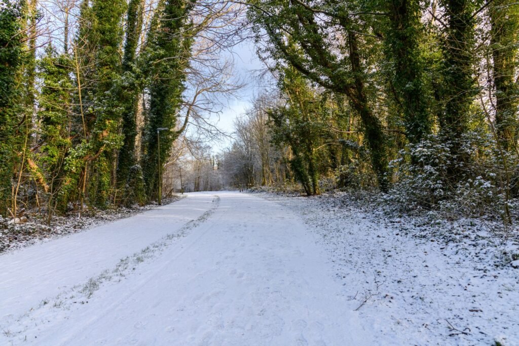 A serene winter scene of a snowy path through a wooded park in Tullygally, Northern Ireland.