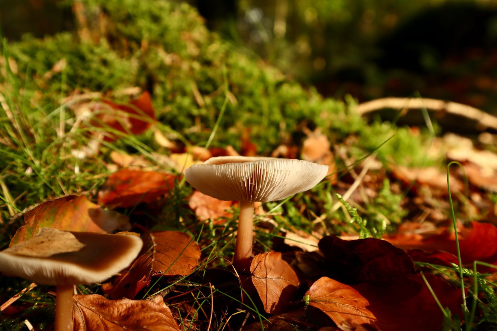 A detailed close-up of a mushroom surrounded by autumn foliage in a forest setting.