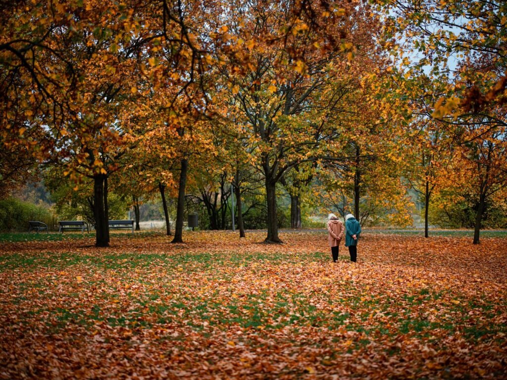 Two people walking through a park filled with vibrant fall foliage on an autumn day.