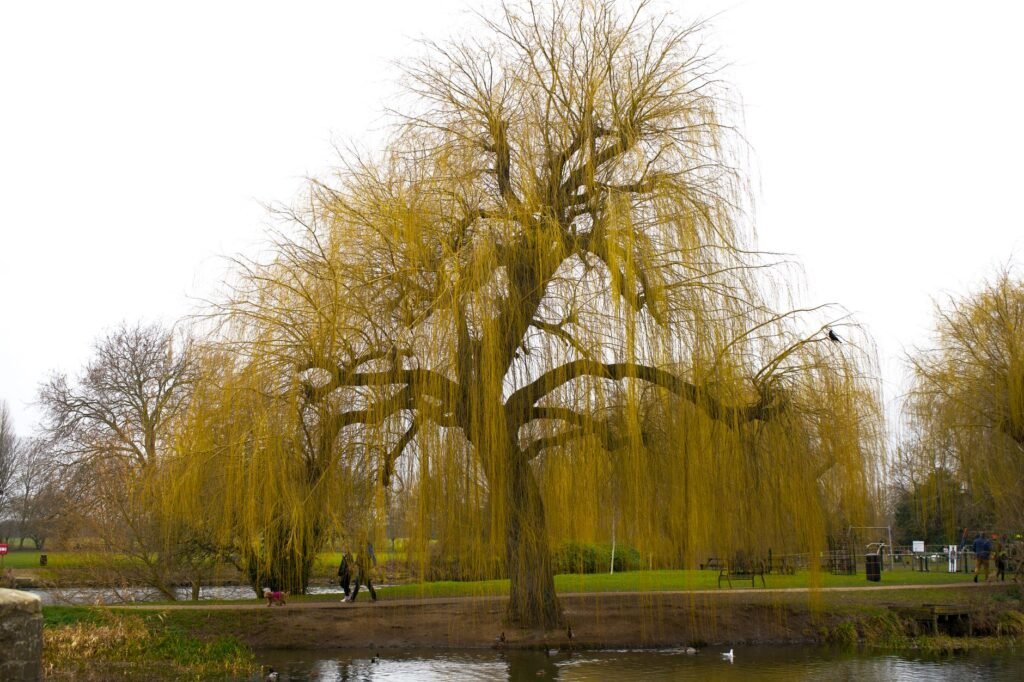 Serene willow tree bending over a calm river in Godmanchester, England.