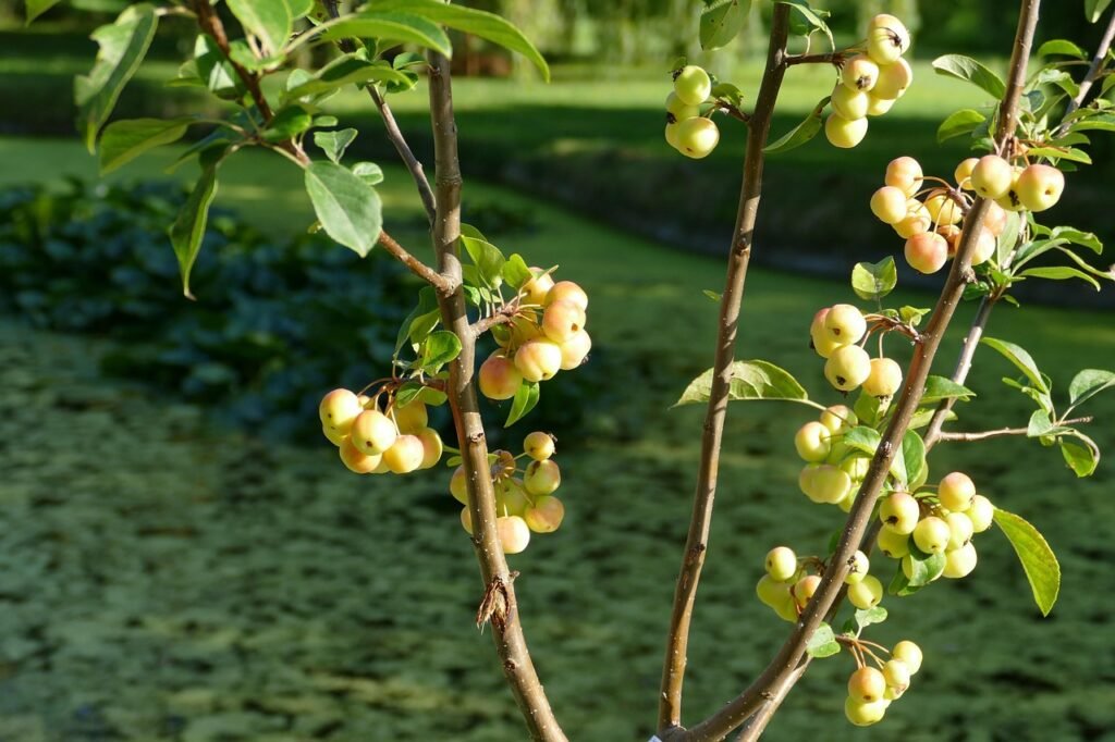 england, channel islands, united kingdom, jersey, park, garden, conifer, nature, apple, fruit, embellishment