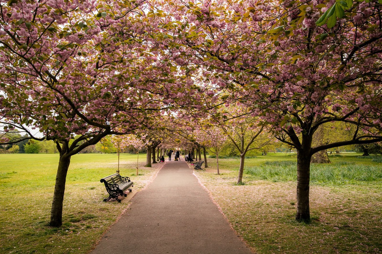 Pathway lined with cherry trees in full bloom at an English park during spring.