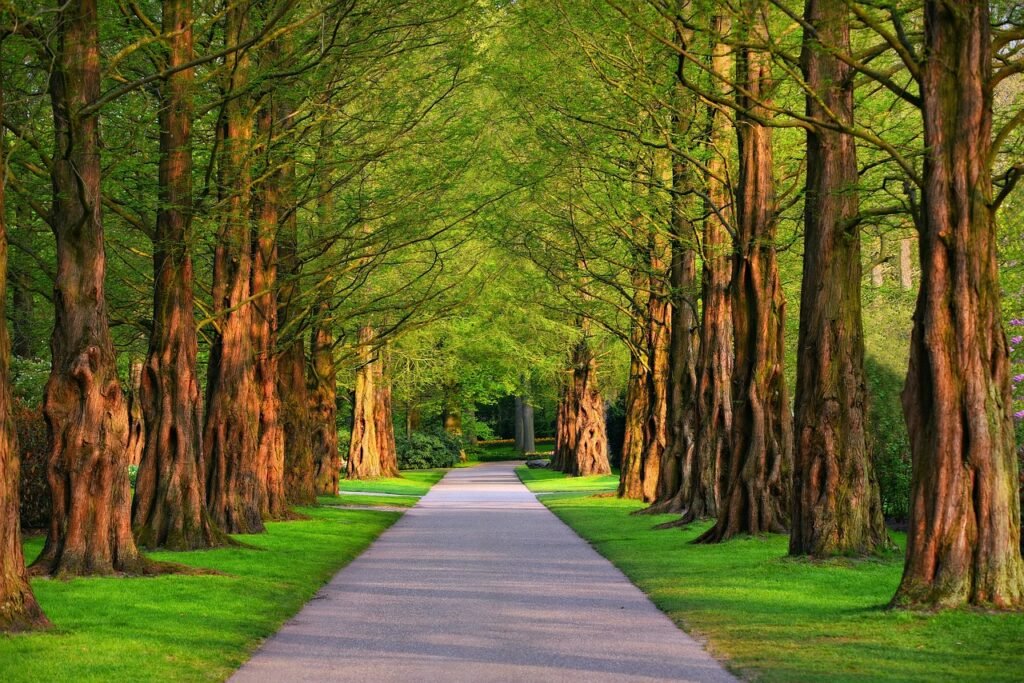 pathway, park, trees, lane, nature, road, path