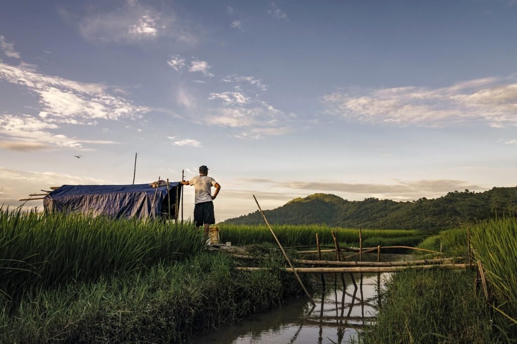 canal, water, rice, field, paddy, man, farmer, green, travel, nature, romantic, river, sunset