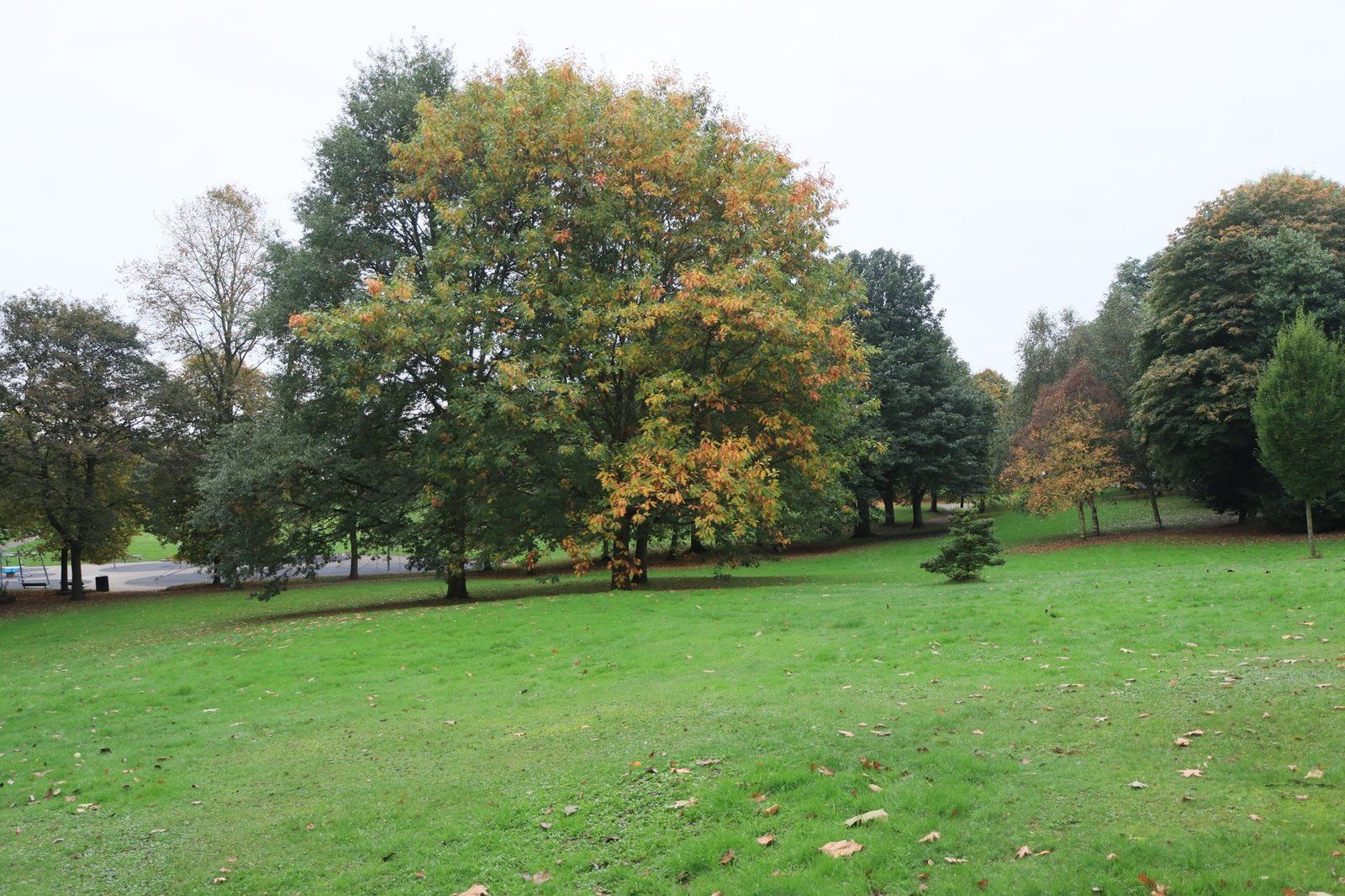 Beautiful autumn park scene with colorful trees and green grass in England.