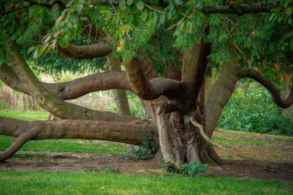 A sprawling ancient tree with intricate branches in a vibrant London park setting.