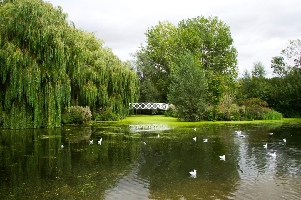 Lush green park with a white bridge over a lake in St Neots, England, featuring waterfowl and vibrant greenery.