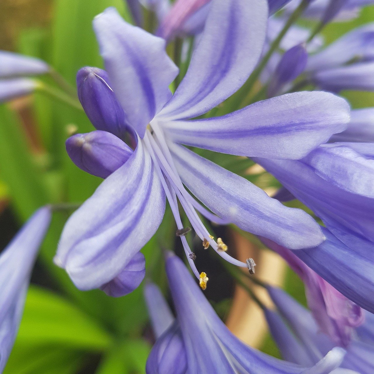 flowers, nature, flower background, garden, beautiful flowers, flower wallpaper, beautiful, Kingston upon Hull, United Kingdo