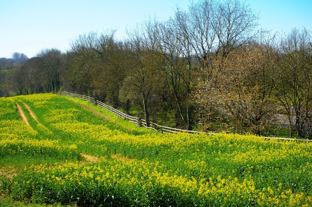 Discover the serene beauty of a vibrant rapeseed field with a rustic wooden fence on a sunny spring day in the English countr