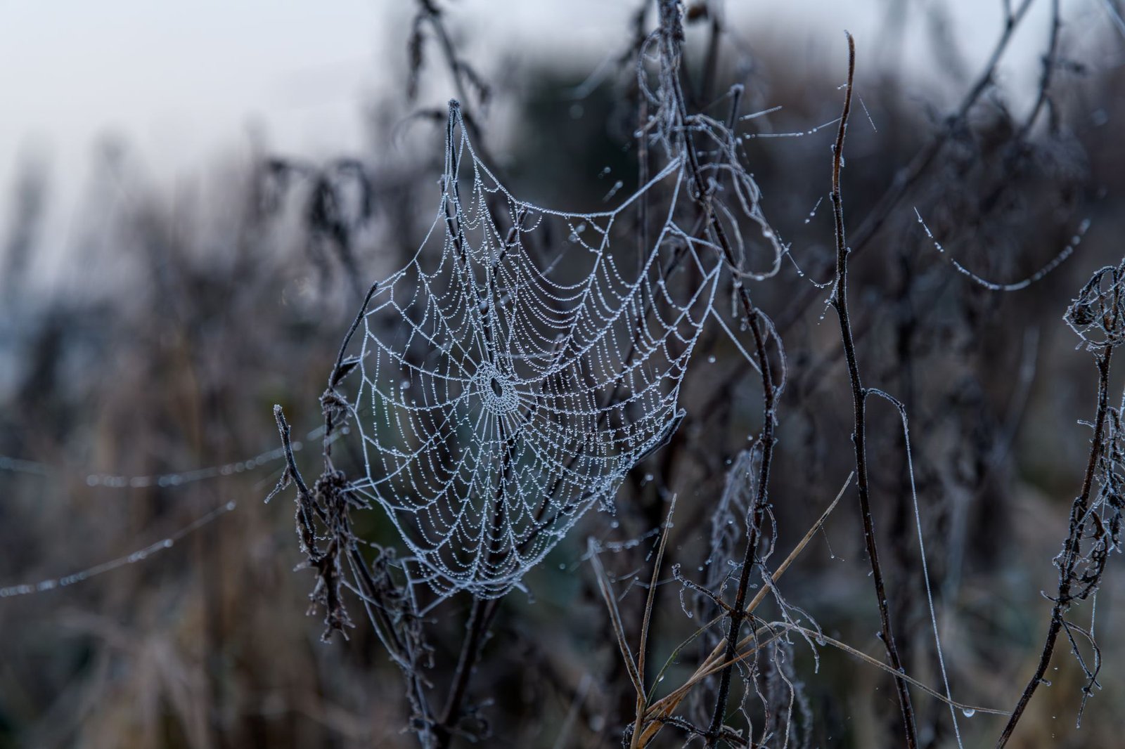 Frost-covered spider web on a winter morning in Craigavon, Northern Ireland.