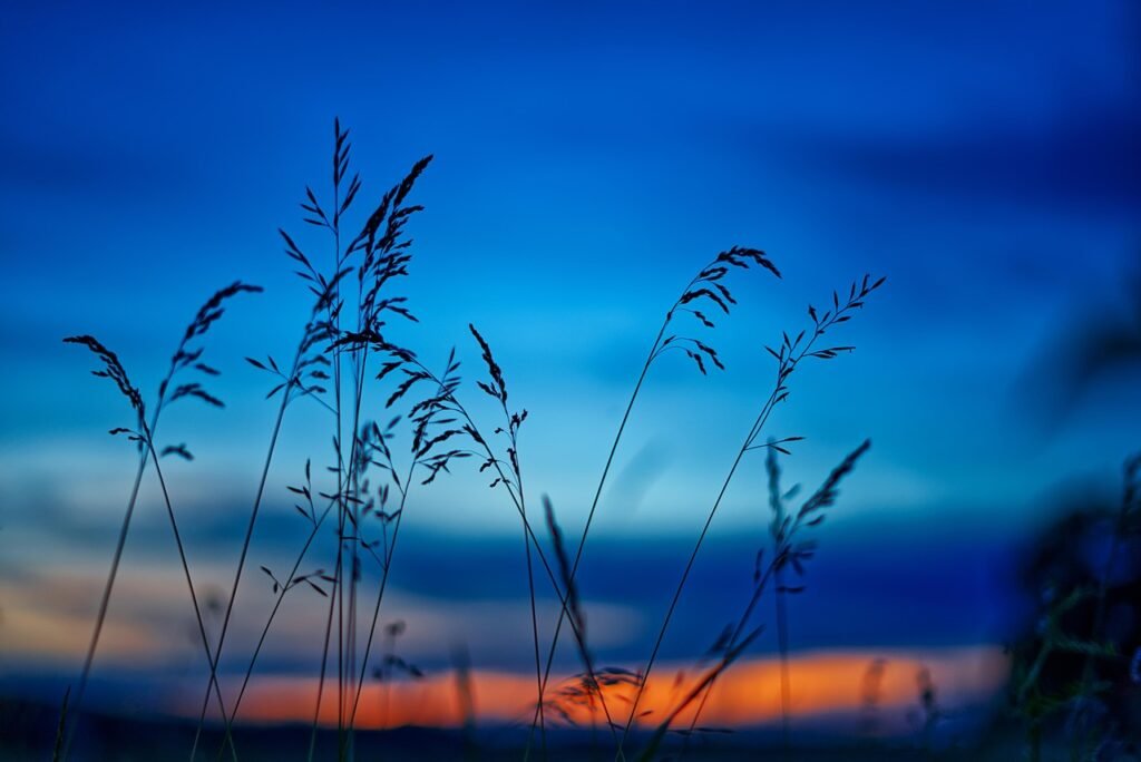 nature, mood, sunset, dusk, field, outdoors, macro, growth, botany, plant, evening atmosphere, nature, nature, nature, nature