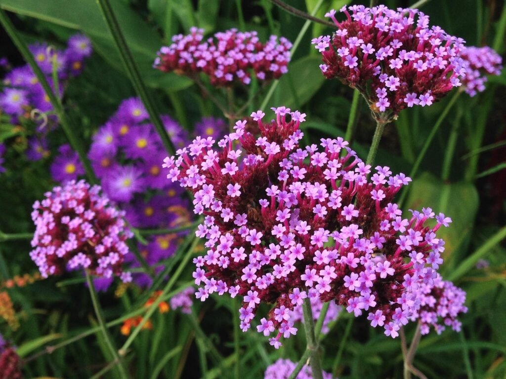 purple, nature, flower background, flower wallpaper, flowers, tiny, beautiful flowers, verbena, garden, autumn, England, Unit