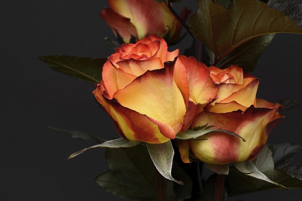rose, flower wallpaper, flower, petal, floral, noble, beautiful flowers, orange, yellow, blossom, bloom, valentine's day, wed
