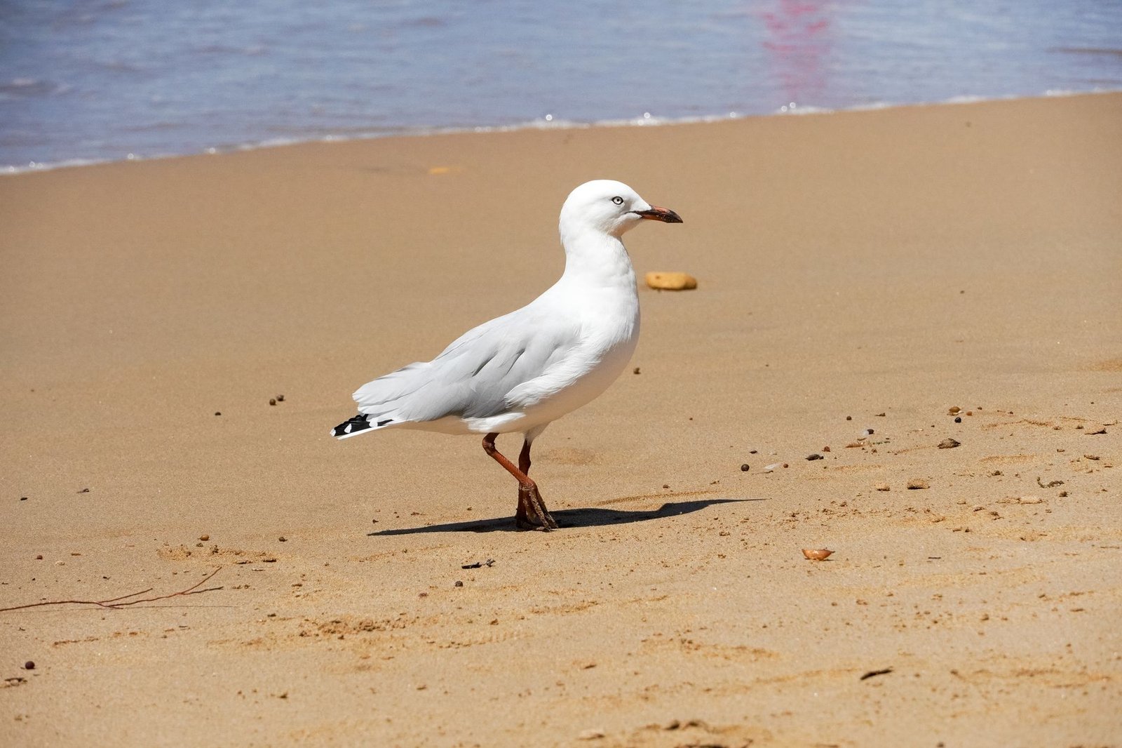 A peaceful white seagull walks on the sandy shores of Torquay, VIC, Australia.