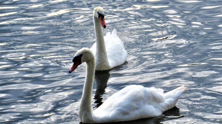 Small Ways to Make Dating Feel More Special in Cardiff and Beyond