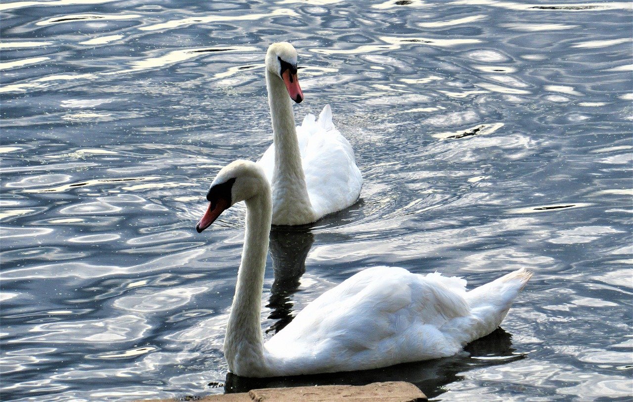 cardiff, swans, wales, pond, lake, nature, dam, water, bird