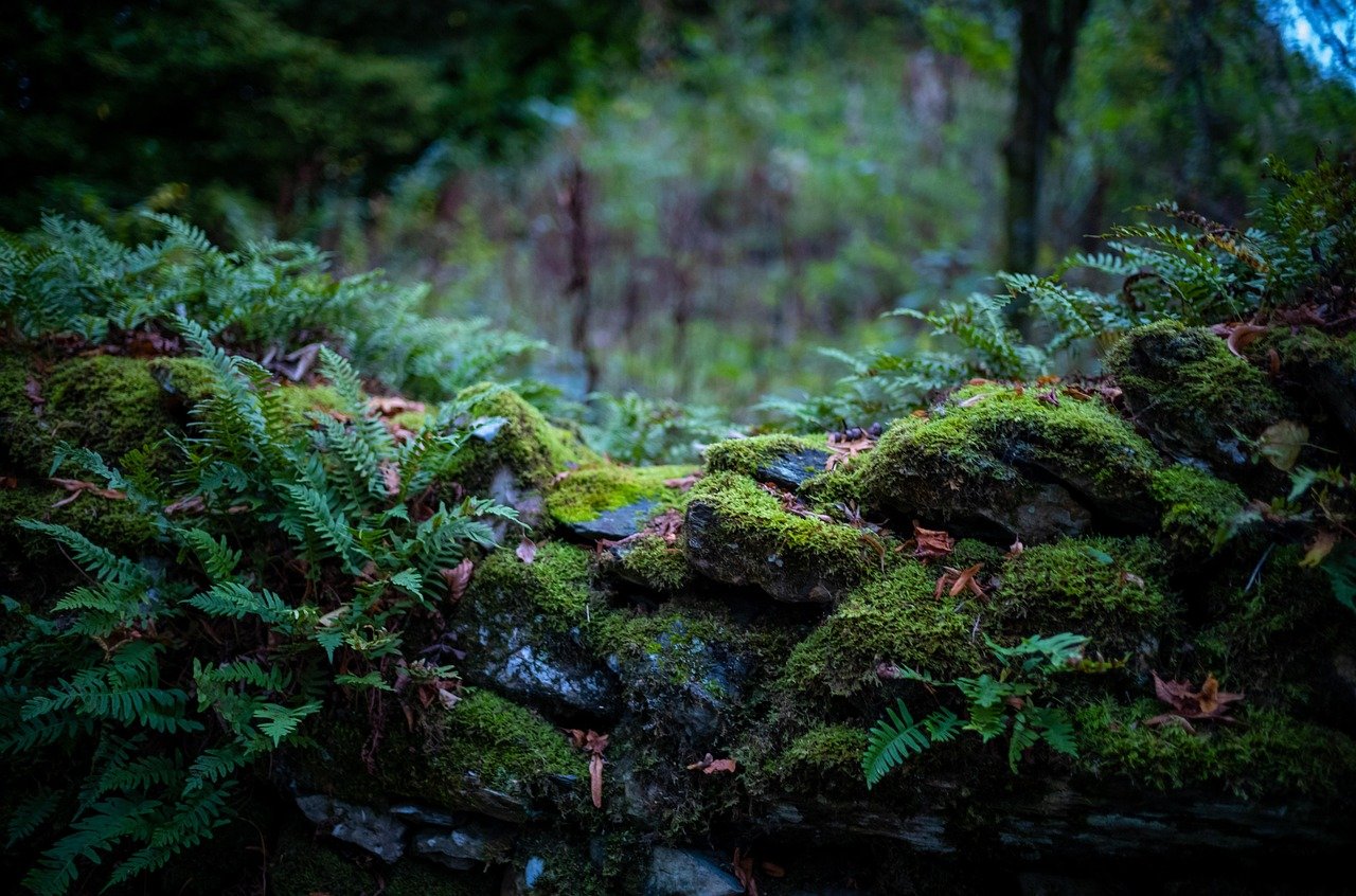 moss, nature, plant, forest, growth, England, United Kingdom, Bowness-on-Windermere