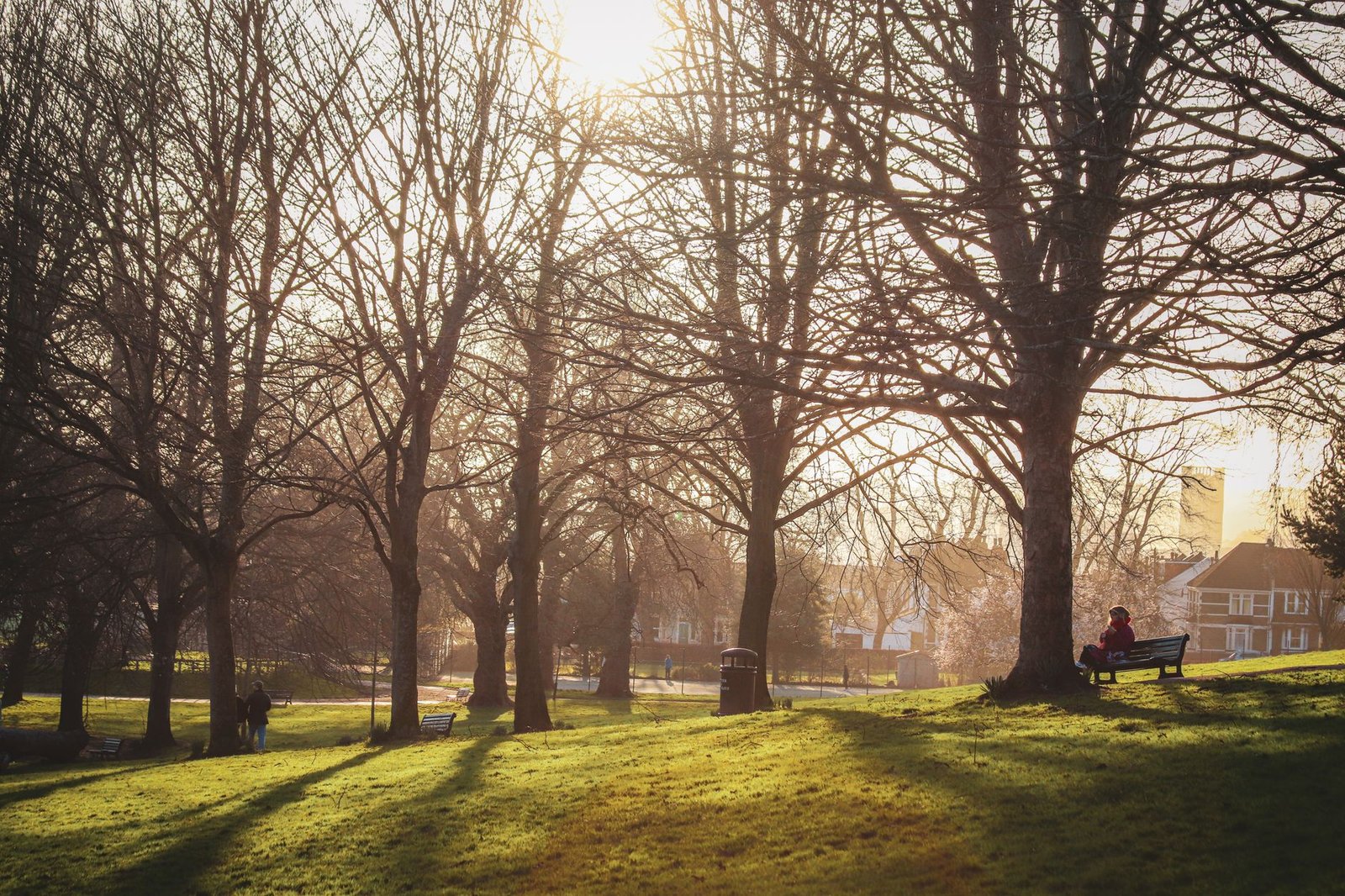 Serene park scene in England with bare trees and sunlight casting long shadows in autumn.