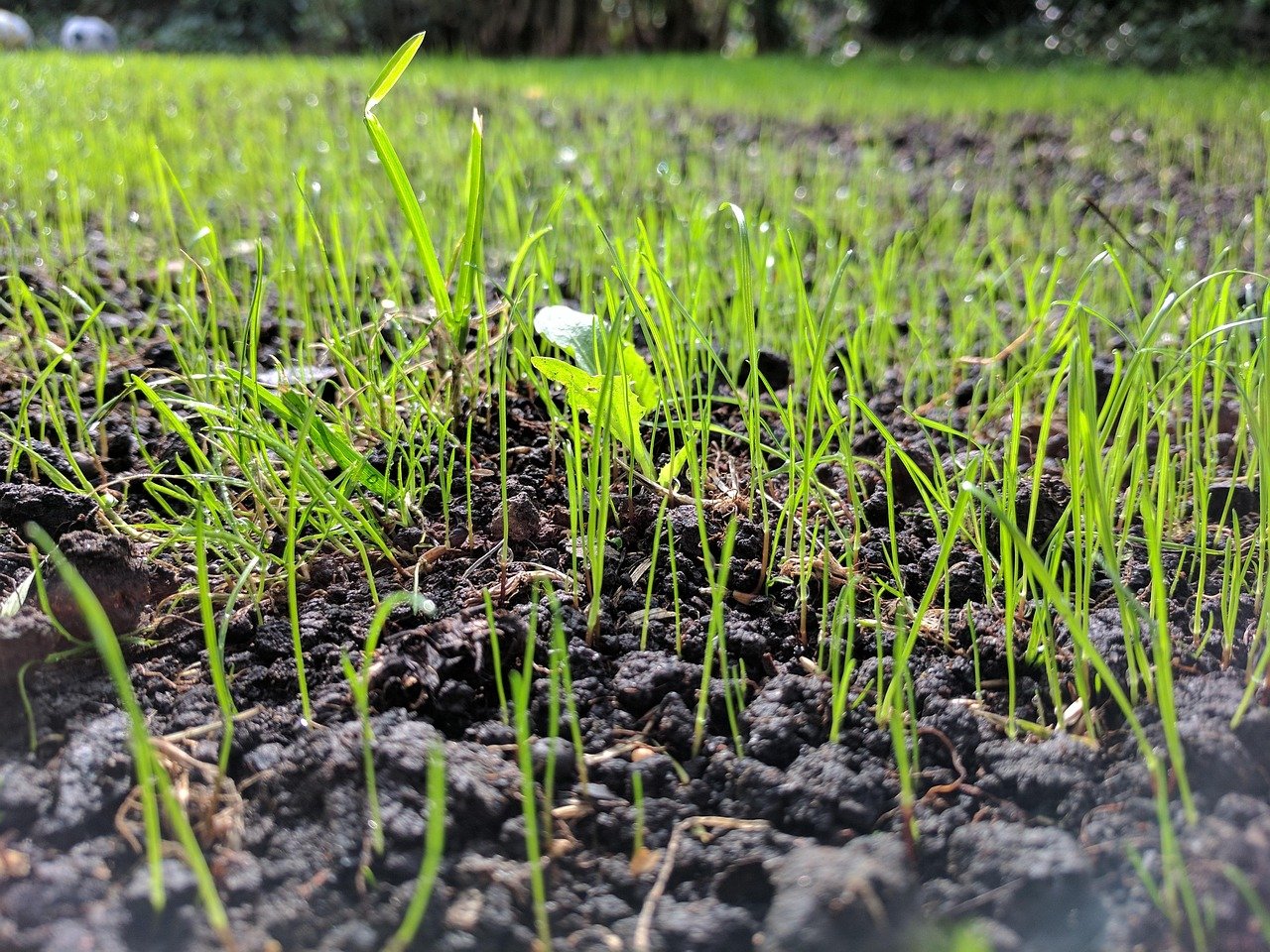 grass seed, up close, ground level, growth, grow, growing, recovery, grassroots, soil, earth, garden, lawn, brown, nature, gr