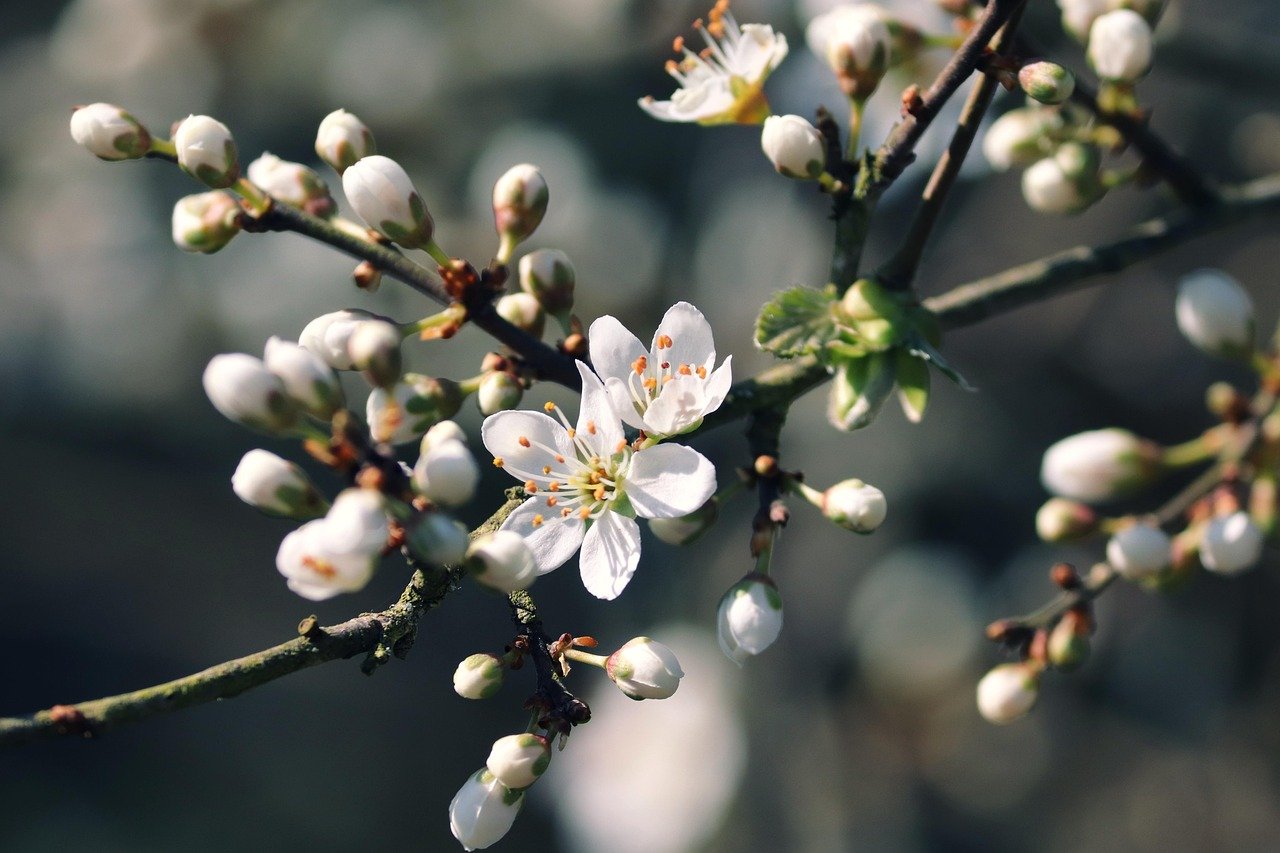 blackthorn, slough, black thorn flower, schlehdorn, schlehendorn, hedge thorn, bush, blossoms, white, close up, branch, sloe