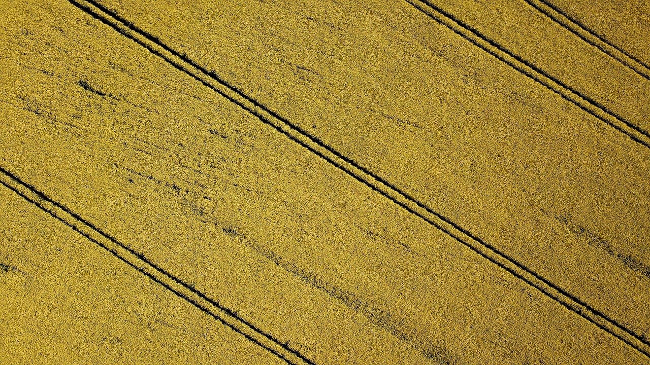 rape seed field, tram, lines, Sheffield, United Kingdom, England