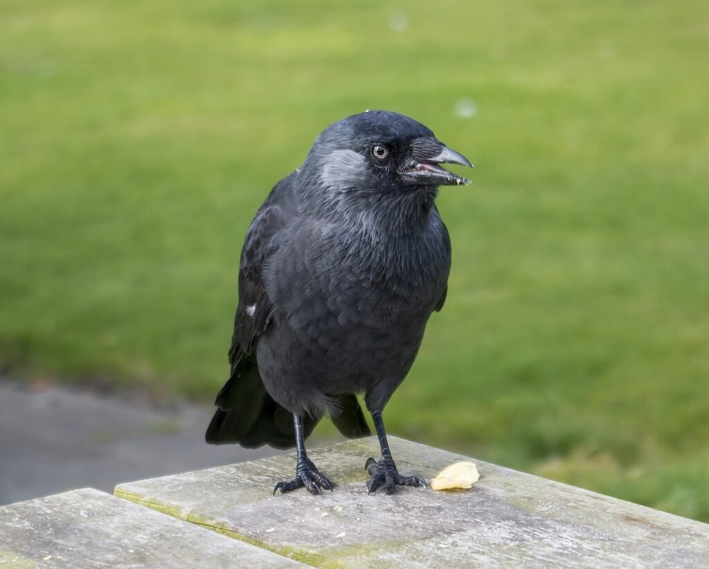 jackdaw, songbird, raven bird, black, animal, nature, bird, corvus monedula, United Kingdom, Edinburgh, Scotland