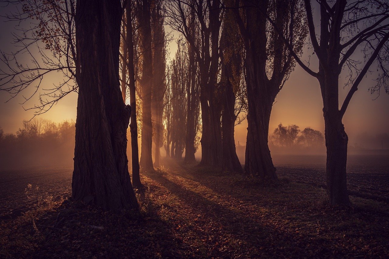 forest, trees, wallpaper 4k, windows wallpaper, sunlight, desktop backgrounds, sun, laptop wallpaper, alley, 4k wallpaper, pa