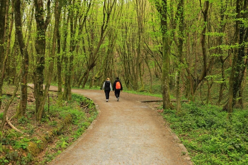 Two people walking on a peaceful forest path with vibrant greenery in spring.
