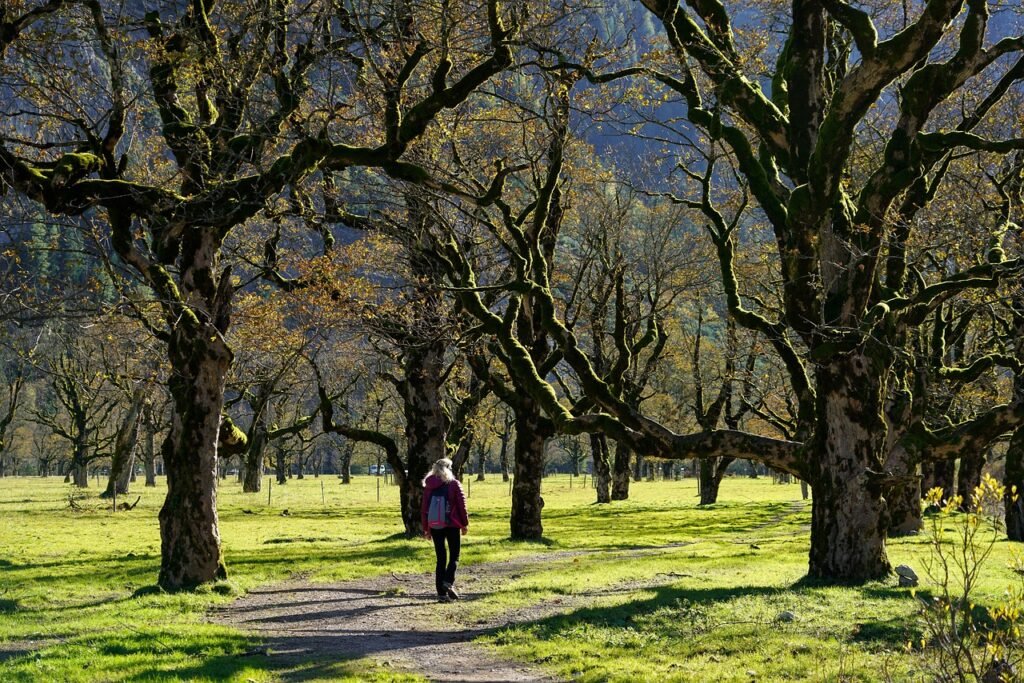 hike, nature, sycamore, woman, freedom, old trees, trees, forest, path, fall, walk, vacations